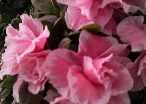 Pembe A�elya