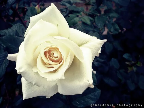 Beyaz G�l