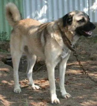 Kangal K�pe�i