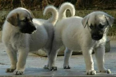Kangal K�pe�i Yavrular�