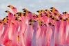 flamingo
