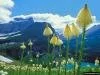 Beargrass Grinnell Lake Glacier National Park Montana