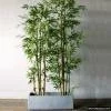 bambu 2
