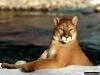 disi aslan