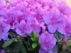 pembe acelya