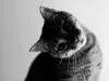 kedi