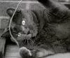 kedi