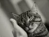 kedi