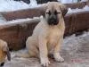 k�pek