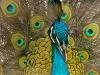 tavusku�u