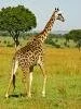 z�rafa