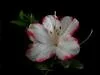 A�elya