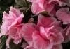 Pembe A�elya