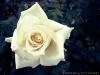 Beyaz G�l