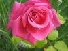G�l