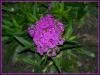 Menek�e