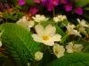 Menek�e