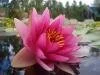 Nil�fer