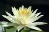 Nil�fer