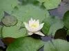 Nil�fer