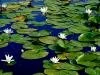 Nil�fer