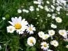 Papatya Tarlas�