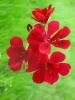 Sardunya (Geranium)
