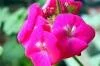 Sardunya (Geranium)