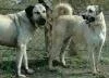 Kangal K�pekleri