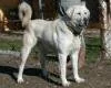 Kangal K�pe�i