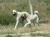 Kangal K�pekleri