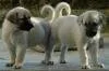 Kangal K�pe�i Yavrular�