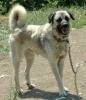 Sivas Kangal K�pe�i
