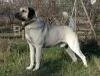 Sivas Kangal K�pe�i